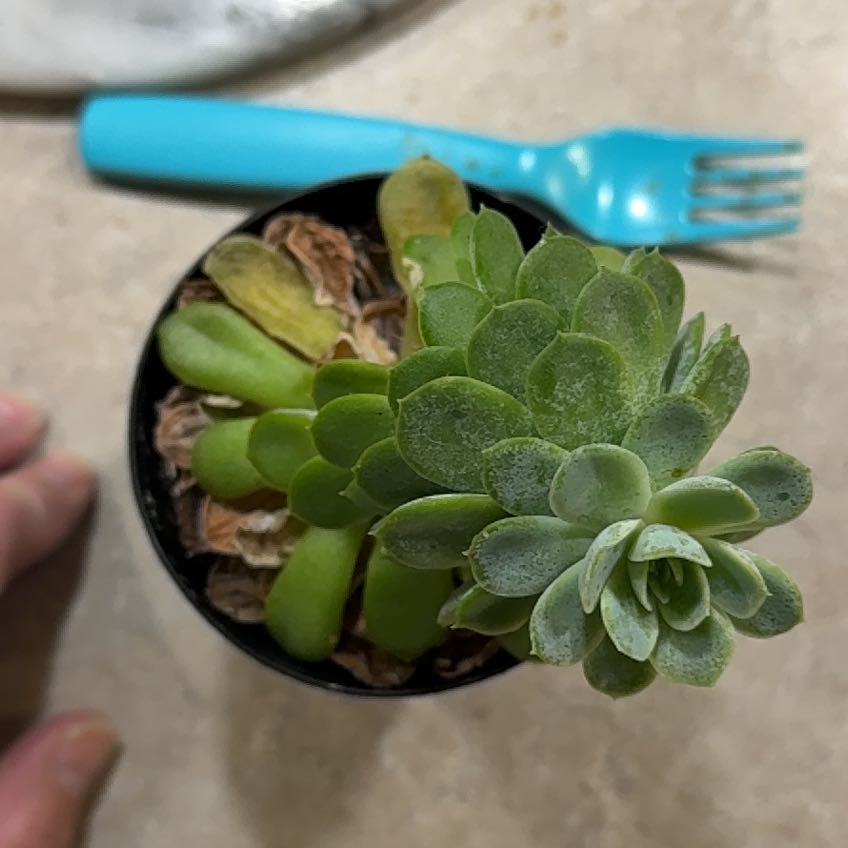 Photo of the plant species Succulent by @NeatKoa8 named Girlfrond on Greg, the plant care app