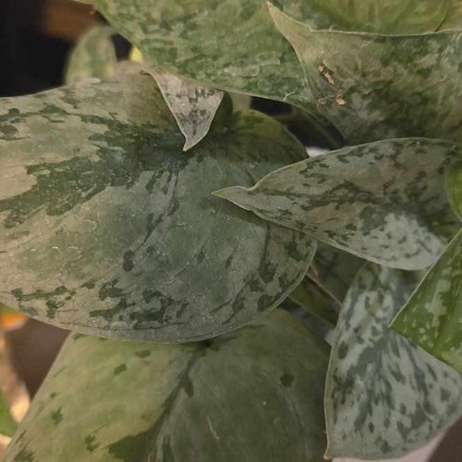 Photo of the plant species Silver Lady by @PetJuniper0 named Duke on Greg, the plant care app