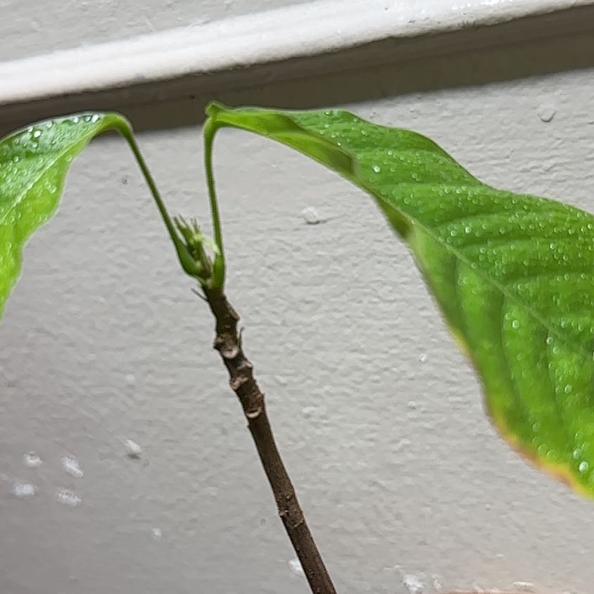 Photo of the plant species Cacao Tree by @SpicyNoni80 named Ina on Greg, the plant care app