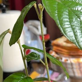 Photo of the plant species Cupuassu by @SpicyNoni80 named Cutesy on Greg, the plant care app