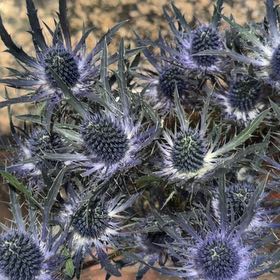 Photo of the plant species Eryngo by @LadyTaraire77 named Robert Plant on Greg, the plant care app