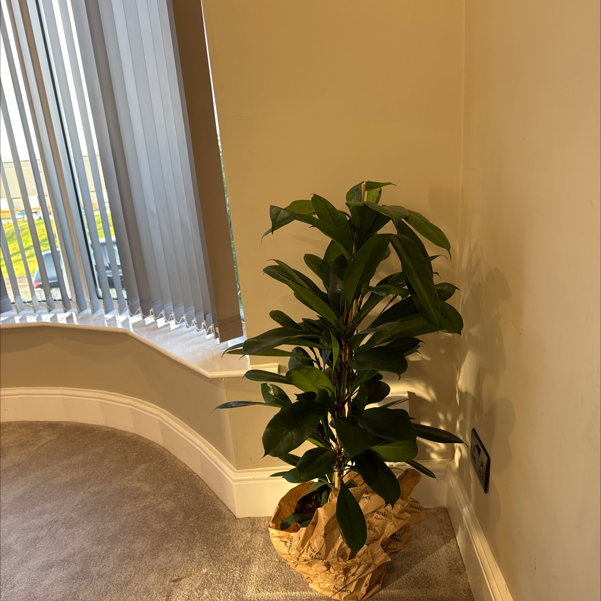 Photo of the plant species African Fig by @YernOlneya37 named Forrest on Greg, the plant care app