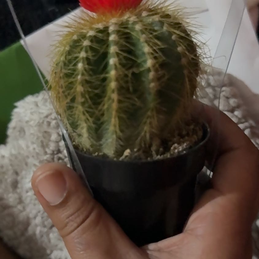 Photo of the plant species Lemon Ball Cactus by @SkilledHope89 named ChlorophyllA on Greg, the plant care app