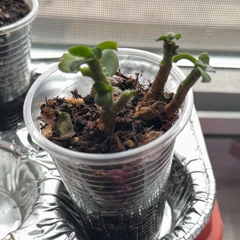 Photo of the plant species Curly Jade Succulent by @SkilledHope89 named Miley on Greg, the plant care app