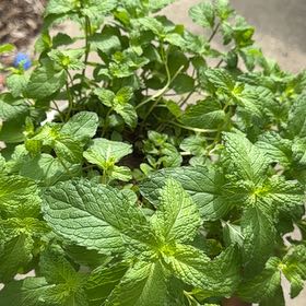 Photo of the plant species Sweet Mint by @SkilledHope89 named Sherlock on Greg, the plant care app
