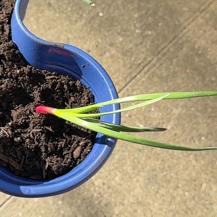 Photo of the plant species Red Onion by @SkilledHope89 named Sanders on Greg, the plant care app