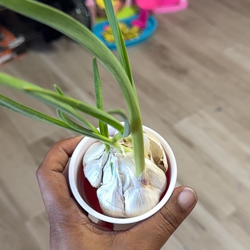 Photo of the plant species Garlic by @SkilledHope89 named Messi on Greg, the plant care app