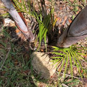 Photo of the plant species Florida Arrowroot by @BabyAlbo86 named Captain Plant-it on Greg, the plant care app
