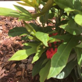 Photo of the plant species Spicy Jatropha by @BabyAlbo86 named Sonora on Greg, the plant care app