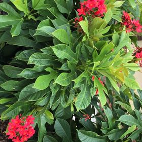 Photo of the plant species Spicy Jatropha by @BabyAlbo86 named Naomi on Greg, the plant care app