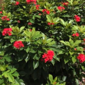 Photo of the plant species Spicy Jatropha by @BabyAlbo86 named Surya on Greg, the plant care app