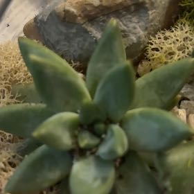 Photo of the plant species Succulent by @SolidJellycup99 named Mochi on Greg, the plant care app