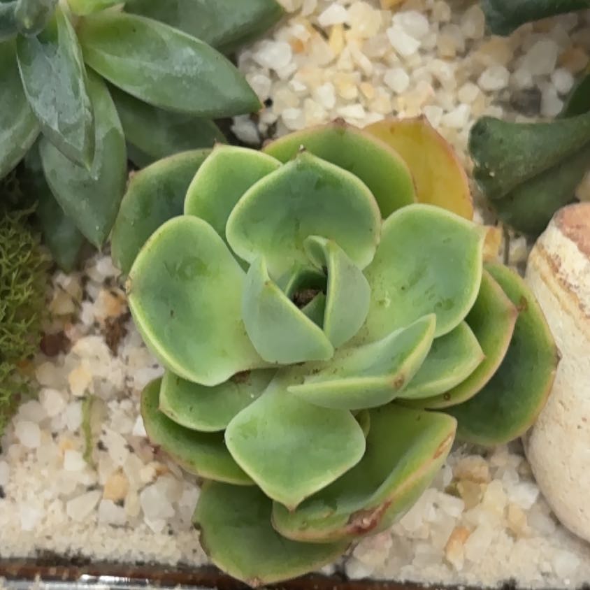 Photo of the plant species Echeveria 'Fabiola' by @SolidJellycup99 named Fabiola on Greg, the plant care app