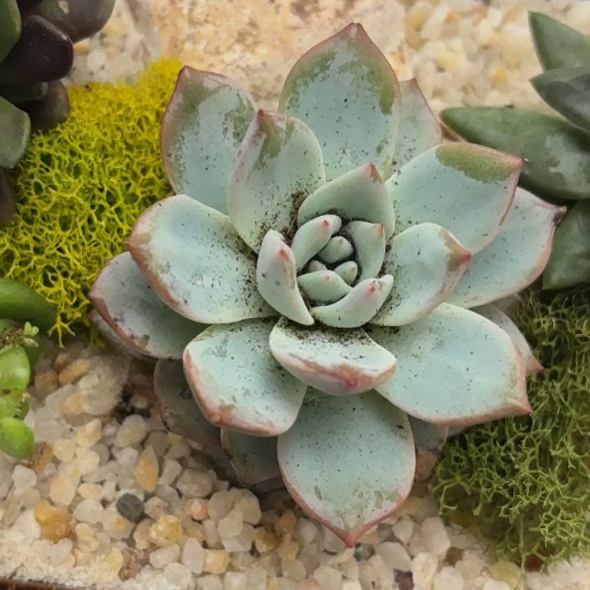 Photo of the plant species 'Blue Bird' Echeveria by @SolidJellycup99 named Delilah on Greg, the plant care app