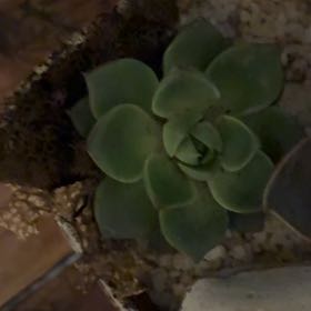 Photo of the plant species Echeveria 'Fabiola' by @SolidJellycup99 named Xena on Greg, the plant care app