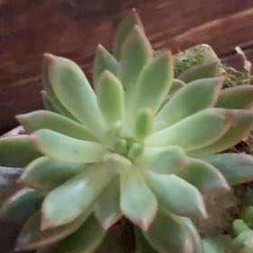 Photo of the plant species Sedeveria 'Blue Elf' by @SolidJellycup99 named Willow on Greg, the plant care app
