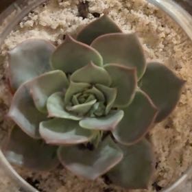 Photo of the plant species Echeveria 'Hercules' by @SolidJellycup99 named Hercules on Greg, the plant care app