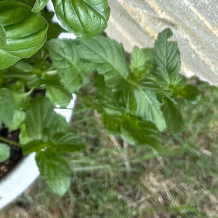 Photo of the plant species Mint by @SolidJellycup99 named Martha on Greg, the plant care app