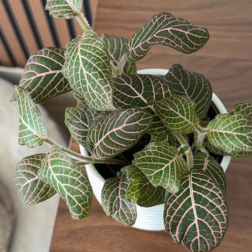 Photo of the plant species 'Ruby Red' Nerve Plant by @SweetIvy32 named Cleopatra on Greg, the plant care app