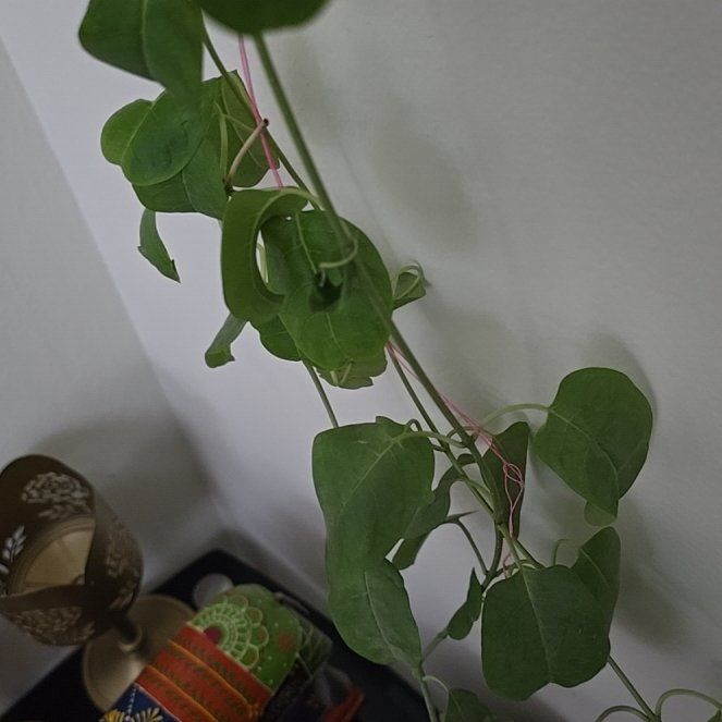 Photo of the plant species Cowvine by @DapperRedflax17 named ChloroPhil on Greg, the plant care app