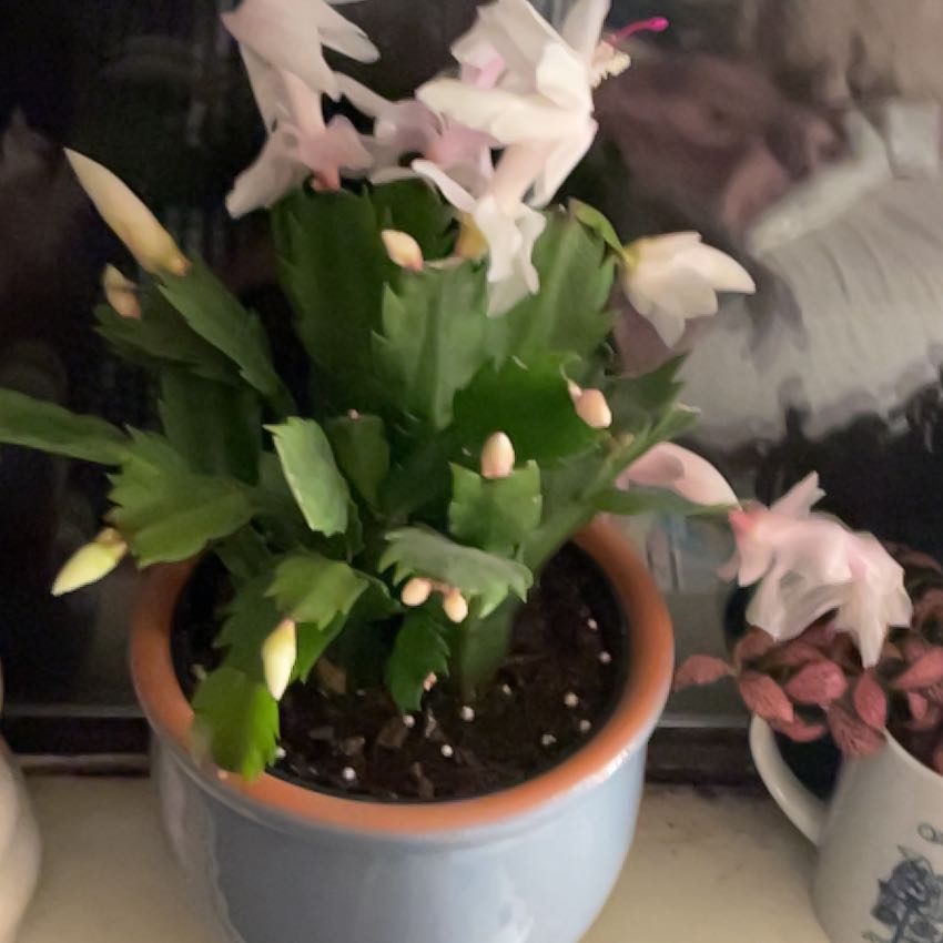 Photo of the plant species Christmas Cactus by @BusyYuzutree58 named Eve on Greg, the plant care app