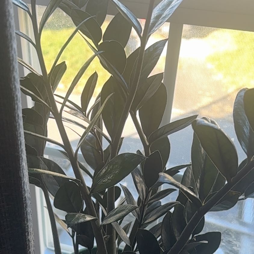 Photo of the plant species ZZ Plant 'Super Nova' by @Sholdren72 named Luna on Greg, the plant care app