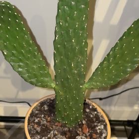 Photo of the plant species Variegated Prickly Pear Cactus by @HeroCanna16 named da Vinci on Greg, the plant care app