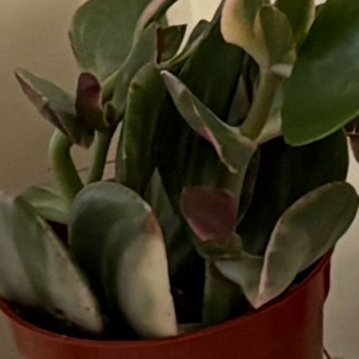 Photo of the plant species Variagated Jade Plant by @HeroCanna16 named Tupot amaroot on Greg, the plant care app