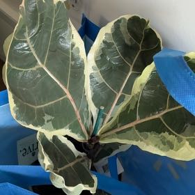 Photo of the plant species Variegated Fiddle Fig Leaf by @HeroCanna16 named Prince on Greg, the plant care app