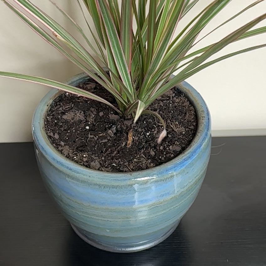 Photo of the plant species Madagascar Dragon Tree by @BabyChards24 named Lebron on Greg, the plant care app