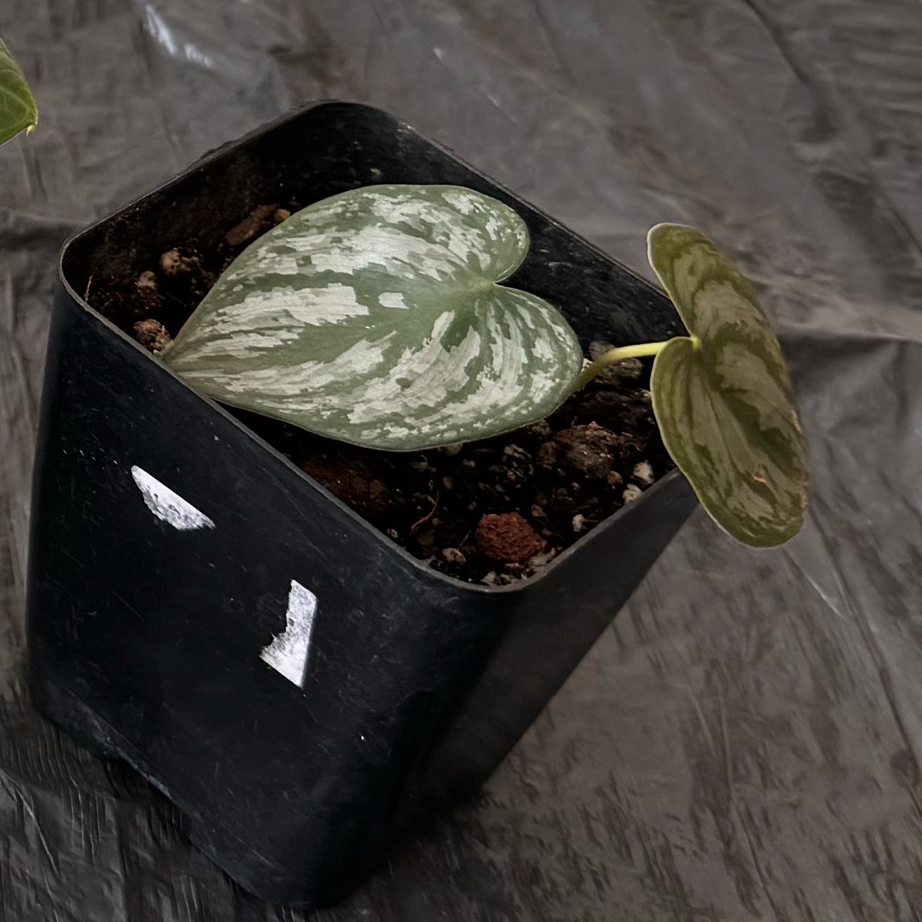Photo of the plant species Philodendron Brantianum by @Plantabolics named Brandi on Greg, the plant care app