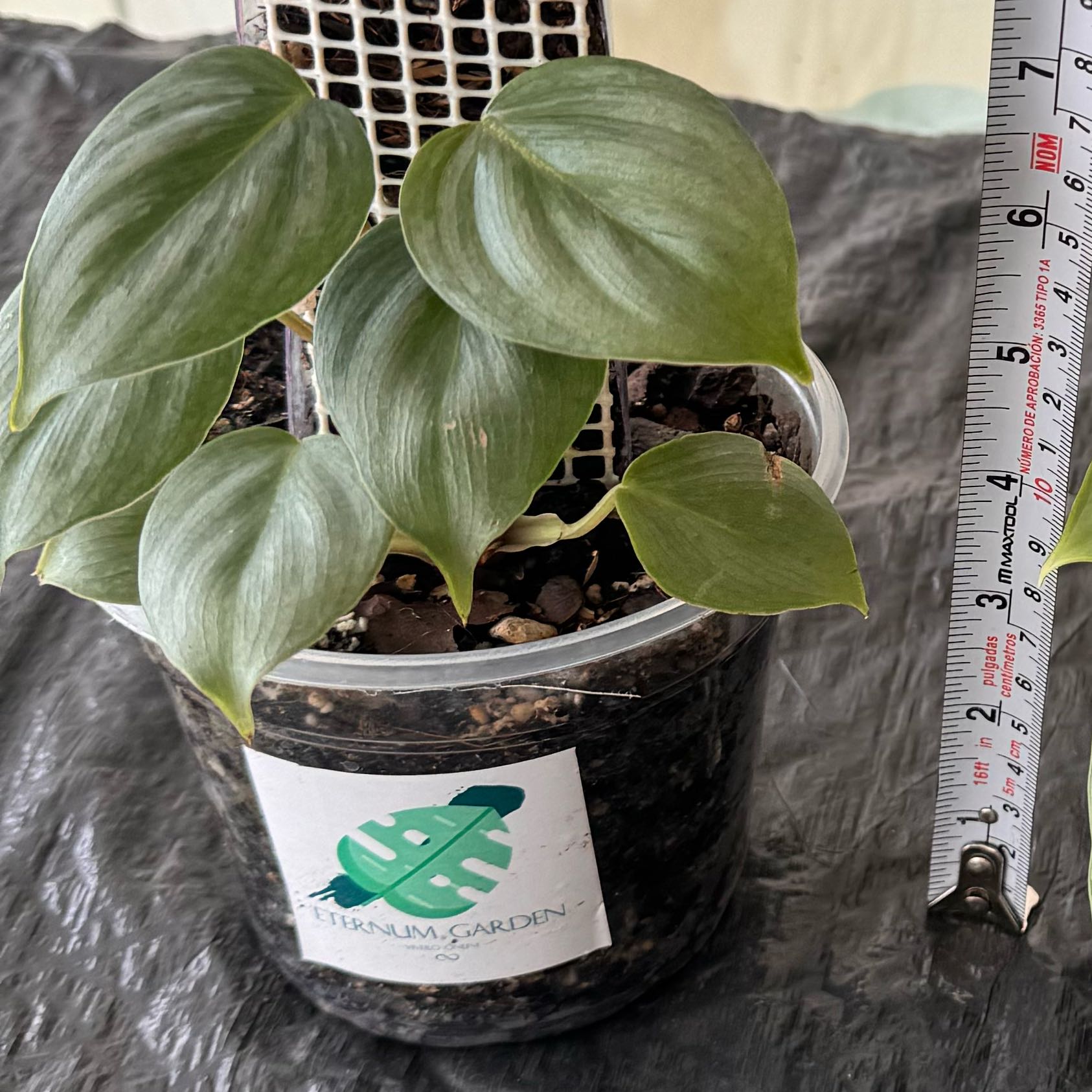 Photo of the plant species Philodendron sodiroi by @Plantabolics named Anteros on Greg, the plant care app