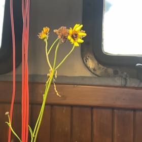 Photo of the plant species Atkinson's Tickseed by @MirthfulKanna named Tickseed on Greg, the plant care app