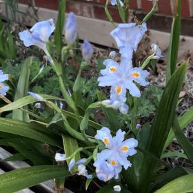 Photo of the plant species Scilla Forbesii by @MajorBonsi32 named Willow on Greg, the plant care app