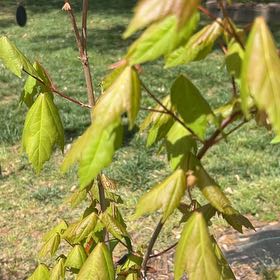 Photo of the plant species Box Elder by @MajorBonsi32 named Mollie on Greg, the plant care app