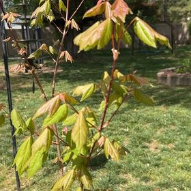 Photo of the plant species Box Elder by @MajorBonsi32 named Lola on Greg, the plant care app