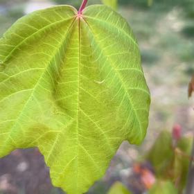 Photo of the plant species Italian Maple by @MajorBonsi32 named Navajo on Greg, the plant care app