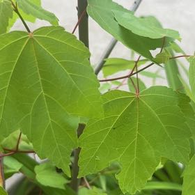 Photo of the plant species Drummond's Maple by @MajorBonsi32 named Figyonce on Greg, the plant care app