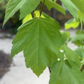 Photo of the plant species Drummond's Maple by @MajorBonsi32 named Ulysses S Plant on Greg, the plant care app