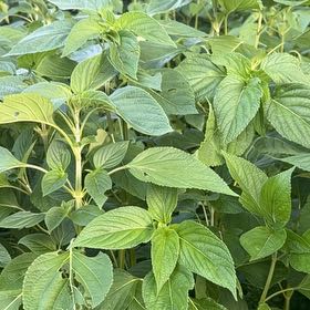 Photo of the plant species Chia by @MajorBonsi32 named Hamilton on Greg, the plant care app