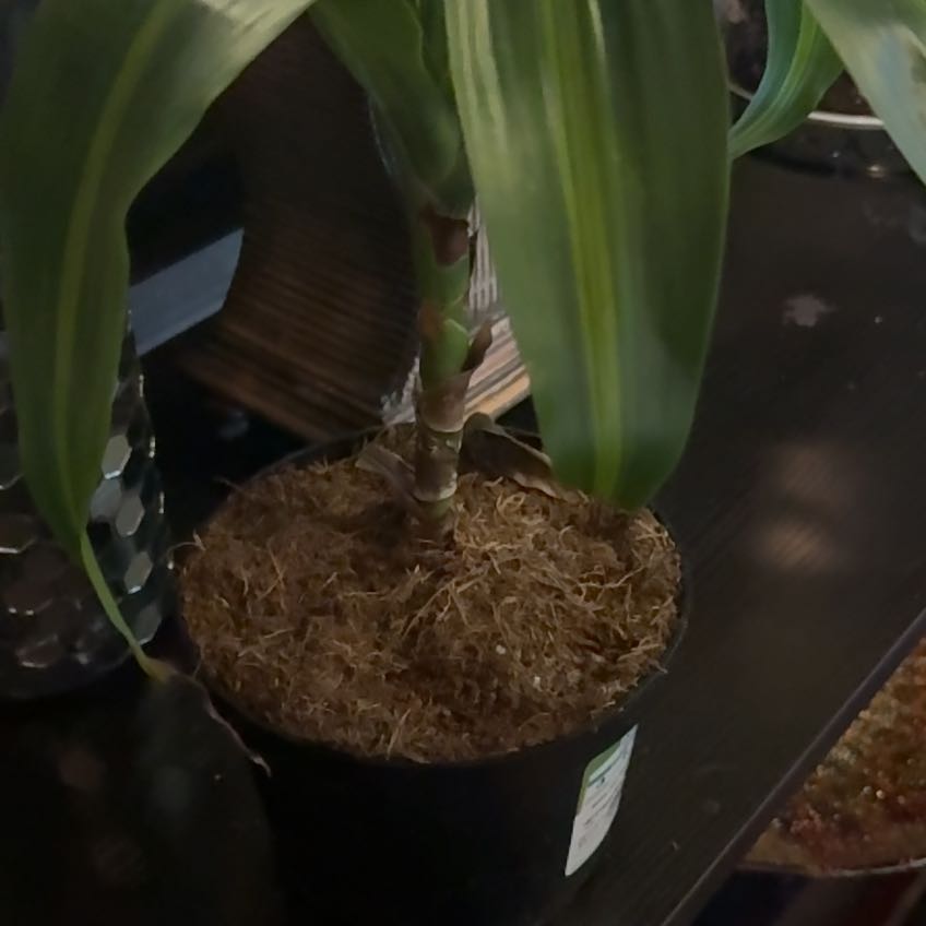 Photo of the plant species Hawai by @PiousIceplant92 named Thomas on Greg, the plant care app