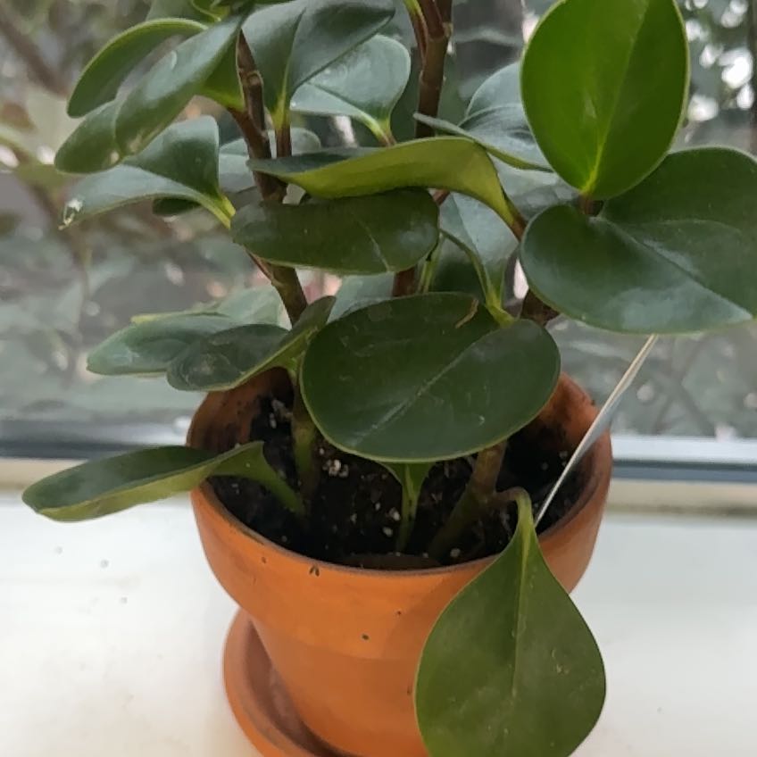Photo of the plant species Baby Rubber Plant by @PiousIceplant92 named Tolkien on Greg, the plant care app
