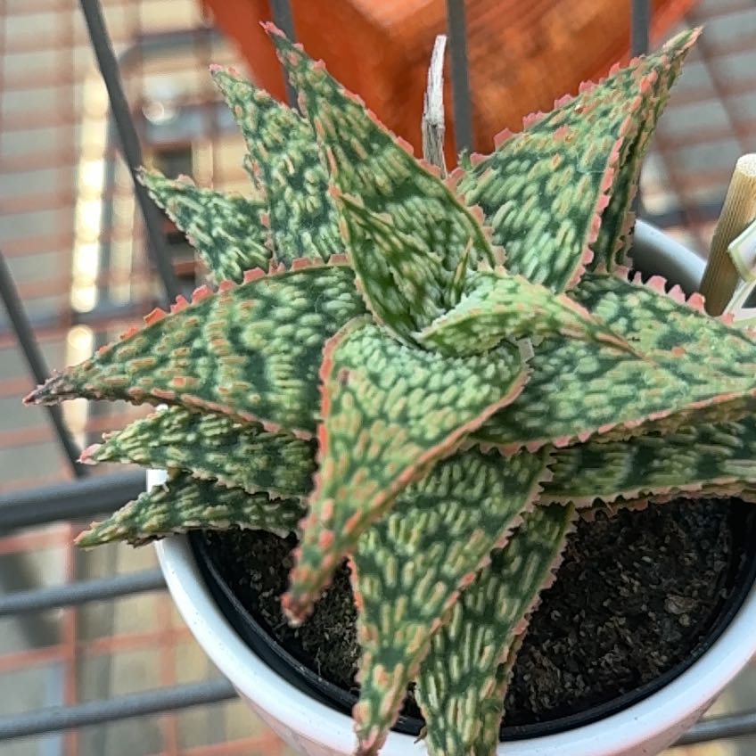 Photo of the plant species Firecracker by @PiousIceplant92 named Xena on Greg, the plant care app