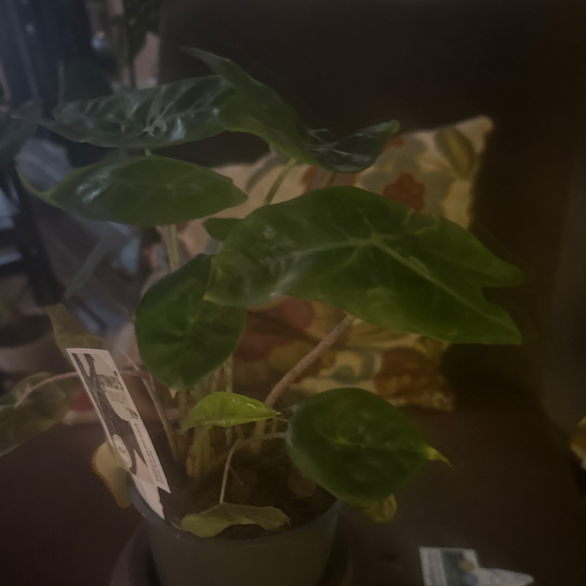 Photo of the plant species ivory coast by @PiousIceplant92 named Sweet Girl on Greg, the plant care app