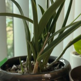 Photo of the plant species Orchid by @BeefyRedbush76 named OJ on Greg, the plant care app