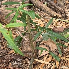 Photo of the plant species African Sumac by @BeefyRedbush76 named Rainier on Greg, the plant care app