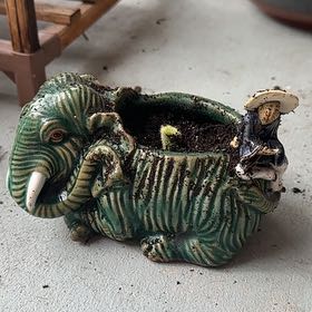 Photo of the plant species Peanut Cactus by @BeefyRedbush76 named Strad on Greg, the plant care app