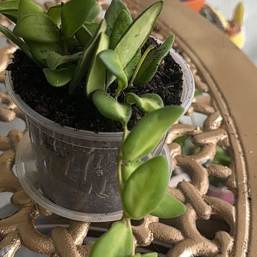 Photo of the plant species hoya burtoniae variegata by @BeefyRedbush76 named Pilates on Greg, the plant care app