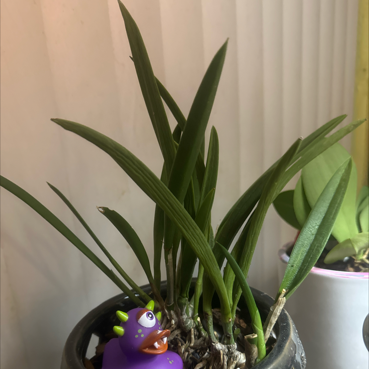 Photo of the plant species Orchid by @BeefyRedbush76 named OJ on Greg, the plant care app