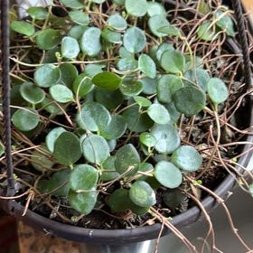 Photo of the plant species Codonanthe devosiana by @FabFilbert44 named Spike Leaves on Greg, the plant care app
